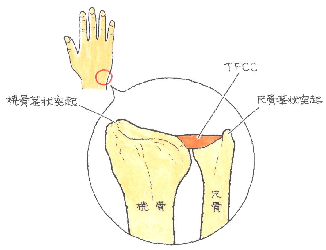 手首