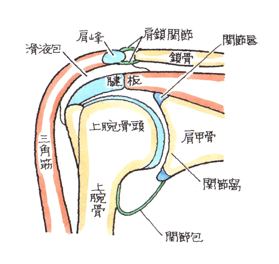 肩関節
