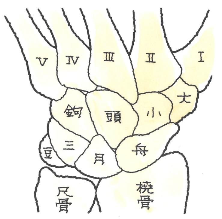 手根骨